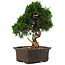 Juniperus chinensis Itoigawa, 34 cm, ± 15 anni