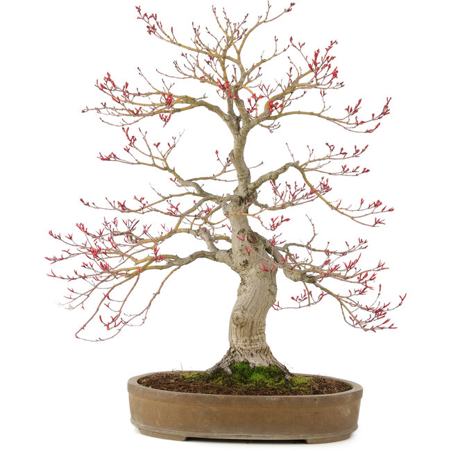 Acer palmatum, 65 cm, ± 25 years old, in a handmade Japanese pot