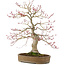 Acer palmatum, 65 cm, ± 25 jaar oud, in handgemaakte Japanse pot