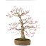 Acer palmatum, 65 cm, ± 25 anni, in un vaso giapponese fatto a mano