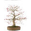 Acer palmatum, 65 cm, ± 25 anni, in un vaso giapponese fatto a mano