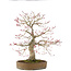 Acer palmatum, 65 cm, ± 25 jaar oud, in handgemaakte Japanse pot