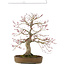Acer palmatum, 65 cm, ± 25 anni, in un vaso giapponese fatto a mano
