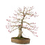 Acer palmatum, 65 cm, ± 25 anni, in un vaso giapponese fatto a mano