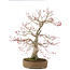 Acer palmatum, 65 cm, ± 25 años, en maceta japonesa hecha a mano