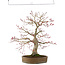 Acer palmatum, 65 cm, ± 25 anni, in un vaso giapponese fatto a mano