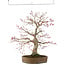 Acer palmatum, 65 cm, ± 25 Jahre alt, in einem handgefertigten japanischen Topf