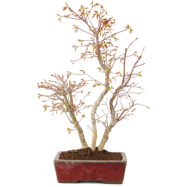 Acer palmatum, 40 cm, ± 8 anni