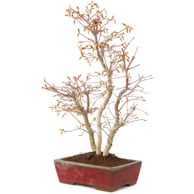 Acer palmatum, 40 cm, ± 8 años