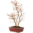 Acer palmatum, 40 cm, ± 8 jaar oud