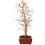 Acer palmatum, 40 cm, ± 8 Jahre alt