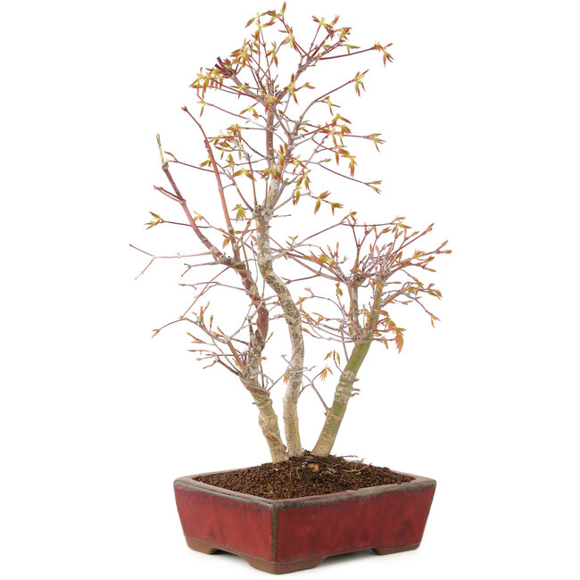 Acer palmatum, 40 cm, ± 8 años