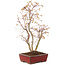 Acer palmatum, 40 cm, ± 8 jaar oud