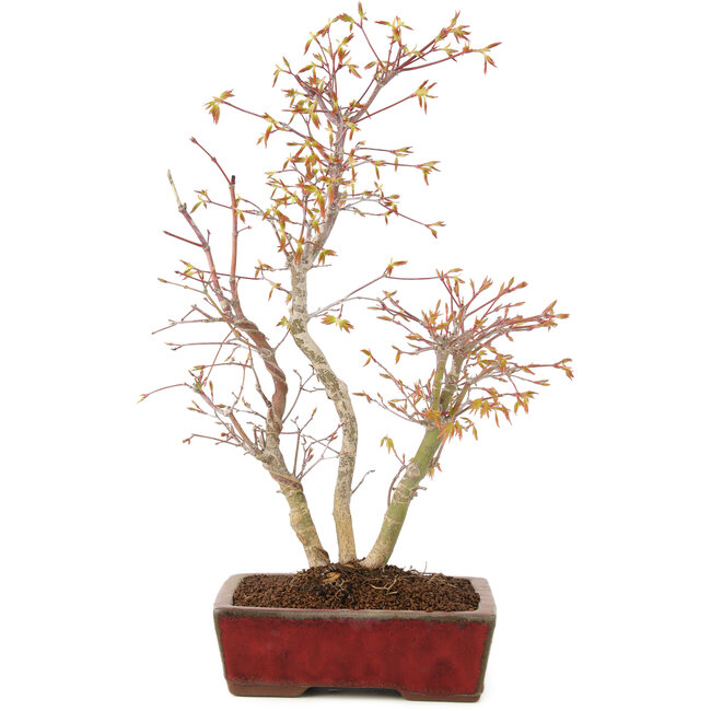 Acer palmatum, 40 cm, ± 8 años