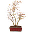 Acer palmatum, 40 cm, ± 8 jaar oud