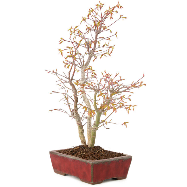 Acer palmatum, 40 cm, ± 8 jaar oud