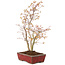 Acer palmatum, 40 cm, ± 8 jaar oud