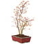 Acer palmatum, 40 cm, ± 8 Jahre alt