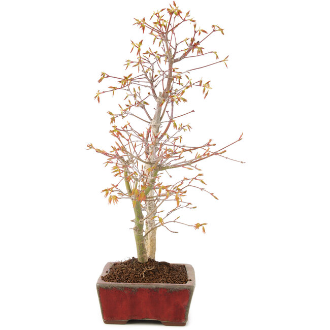 Acer palmatum, 40 cm, ± 8 ans