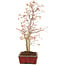 Acer palmatum, 40 cm, ± 8 Jahre alt