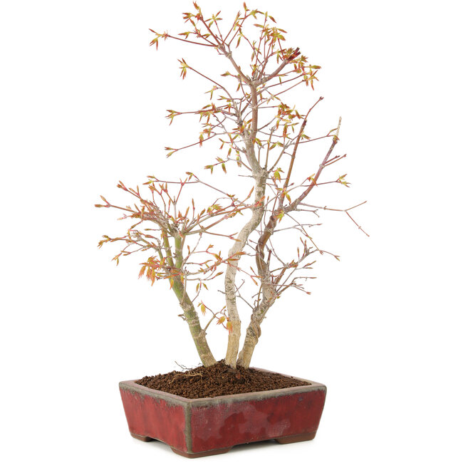Acer palmatum, 40 cm, ± 8 años