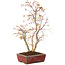 Acer palmatum, 40 cm, ± 8 jaar oud