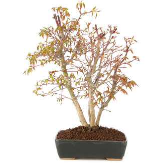 Acer palmatum, 33 cm, ± 8 anni