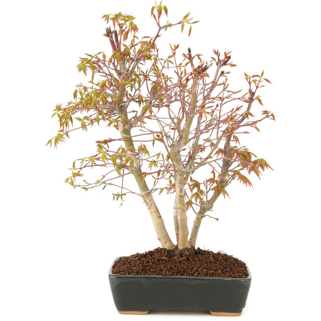 Acer palmatum, 33 cm, ± 8 jaar oud