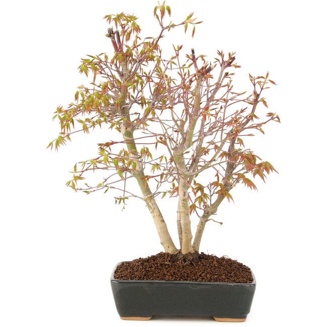 Acer palmatum, 33 cm, ± 8 Jahre alt