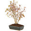 Acer palmatum, 33 cm, ± 8 Jahre alt