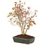 Acer palmatum, 33 cm, ± 8 years old