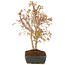 Acer palmatum, 33 cm, ± 8 años
