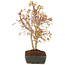 Acer palmatum, 33 cm, ± 8 Jahre alt