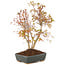 Acer palmatum, 33 cm, ± 8 Jahre alt