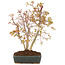 Acer palmatum, 33 cm, ± 8 años