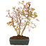 Acer palmatum, 33 cm, ± 8 Jahre alt