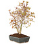 Acer palmatum, 33 cm, ± 8 jaar oud