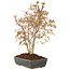 Acer palmatum, 33 cm, ± 8 years old
