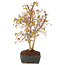 Acer palmatum, 33 cm, ± 8 jaar oud