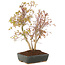 Acer palmatum, 33 cm, ± 8 jaar oud