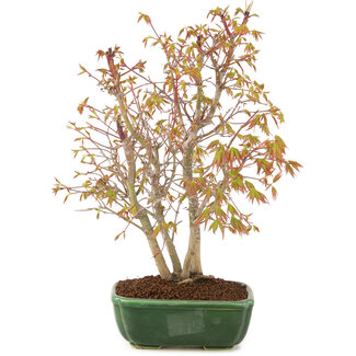 Acer palmatum, 33 cm, ± 8 años