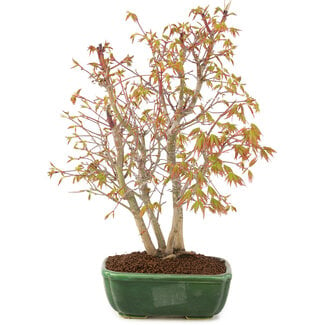 Acer palmatum, 33 cm, ± 8 Jahre alt