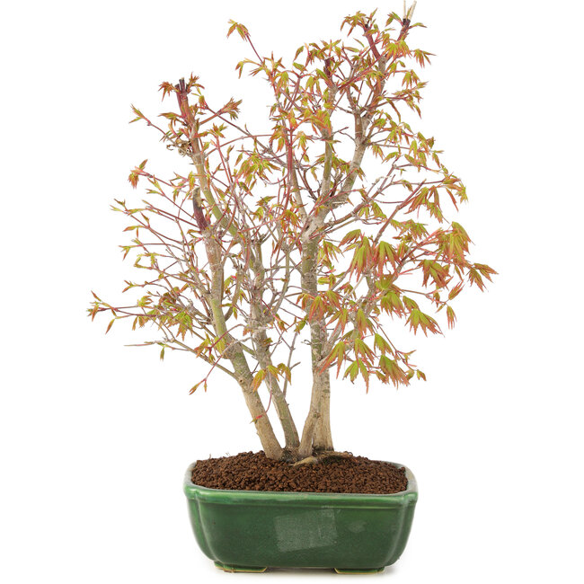 Acer palmatum, 33 cm, ± 8 años