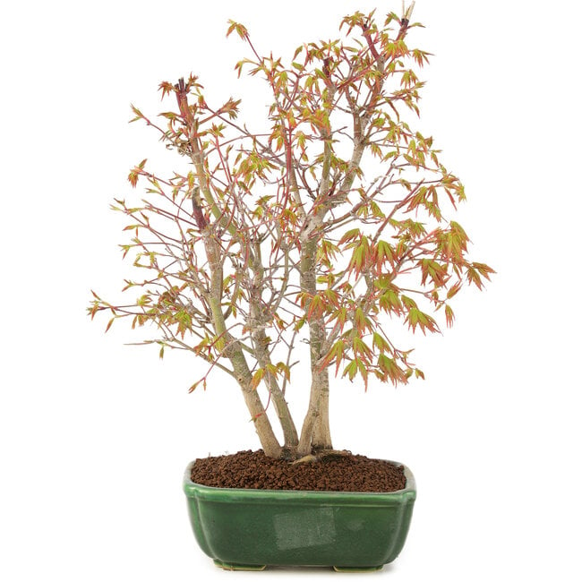 Acer palmatum, 33 cm, ± 8 Jahre alt