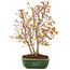 Acer palmatum, 33 cm, ± 8 Jahre alt