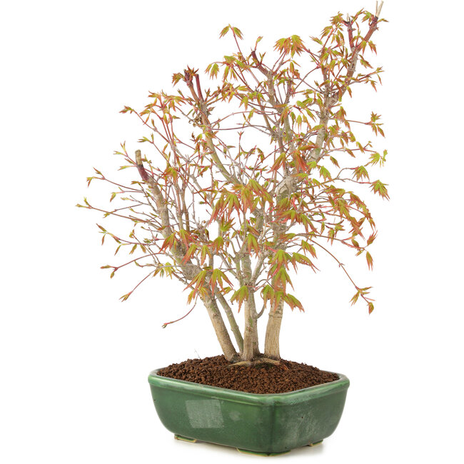 Acer palmatum, 33 cm, ± 8 jaar oud