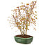 Acer palmatum, 33 cm, ± 8 Jahre alt