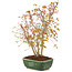 Acer palmatum, 33 cm, ± 8 years old