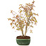 Acer palmatum, 33 cm, ± 8 ans