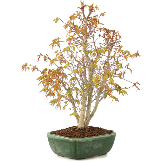 Acer palmatum, 33 cm, ± 8 ans